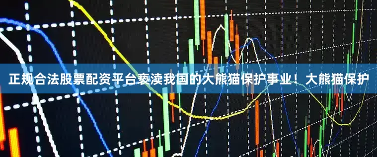 正规合法股票配资平台亵渎我国的大熊猫保护事业！大熊猫保护